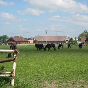 Podkováři v Kladrubech