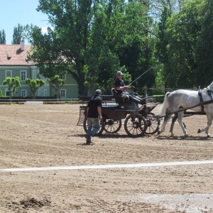 Podkováři v Kladrubech