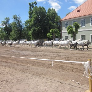 Podkováři v Kladrubech